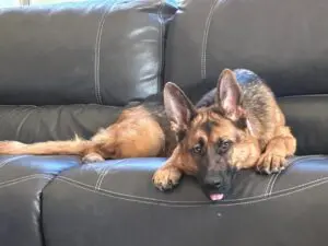 A dog laying on the couch looking at something
