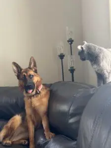 A dog and cat sitting on the couch