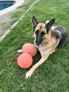 A dog laying on the grass next to two balls.