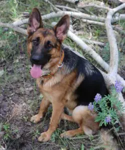 A german shepherd sitting in the grass near some trees.