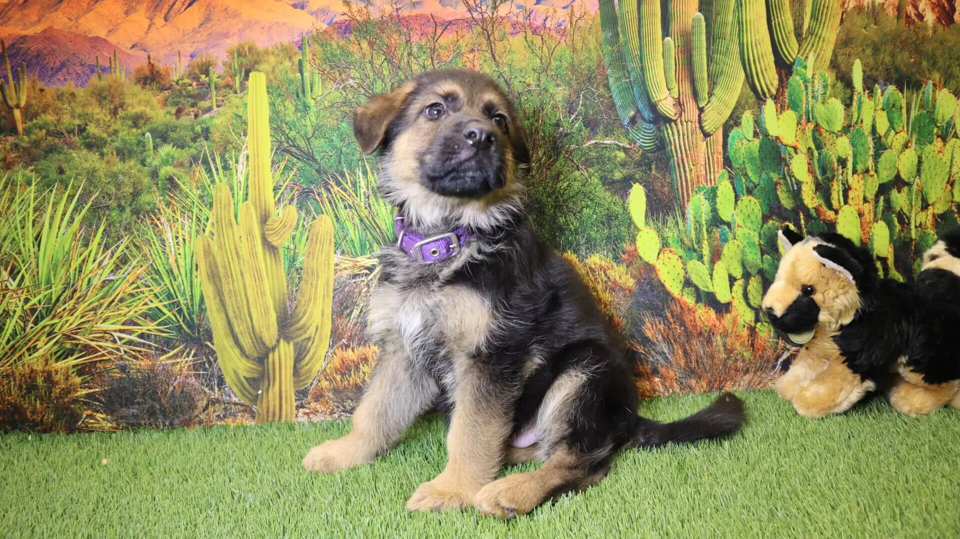 Available Puppies with plants in the background