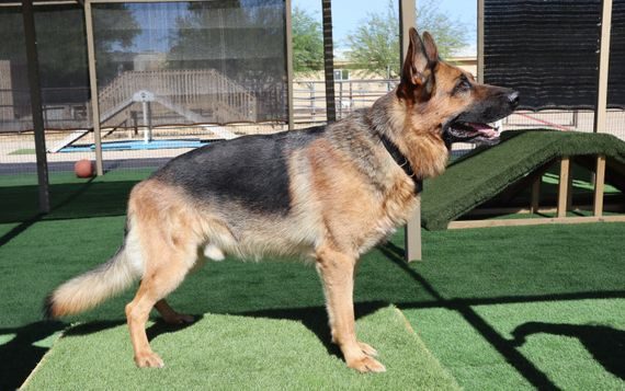 Family Friendly Dogs - Vintar German Shepherd