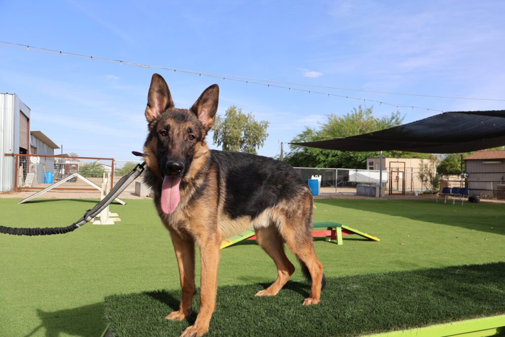 Adult German Shepherd - Vintar German Shepherd