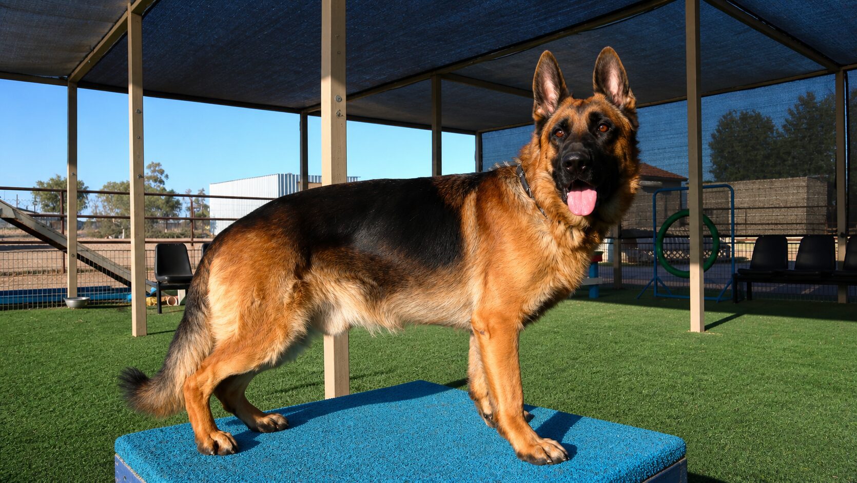 Male German Shepherd - Vintar German Shepherd